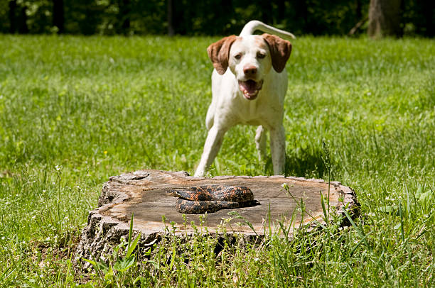 chien croisant un serpent
